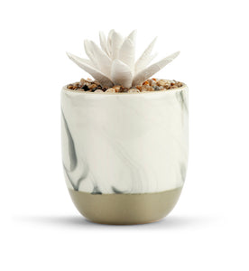 Succulent Oil Diffuser, "Keep Growing"