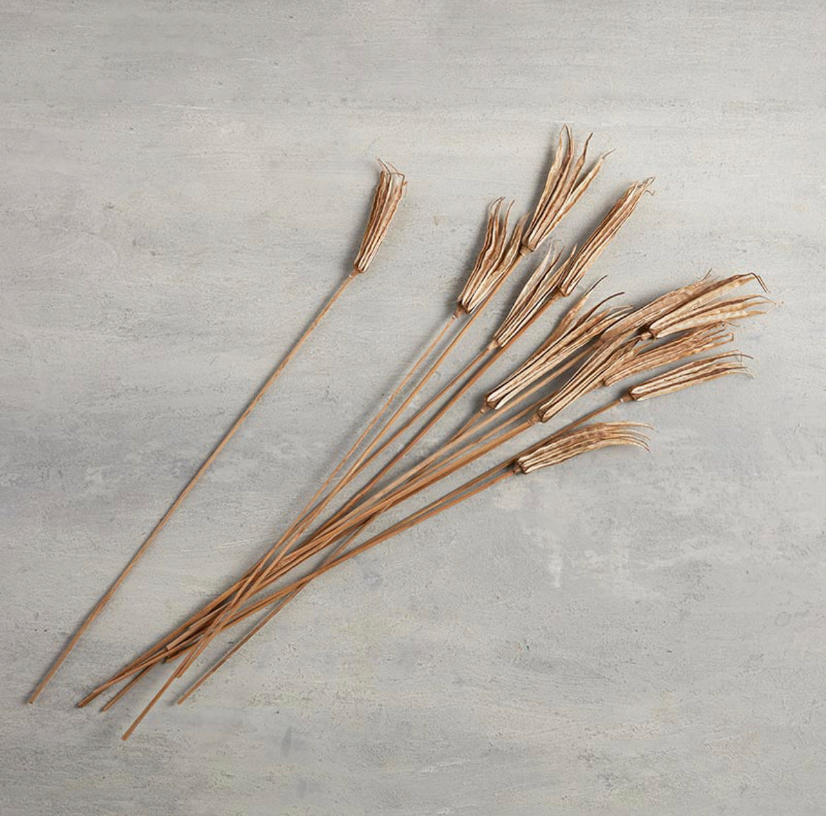 Decorative Lady Finger Stems, 24in