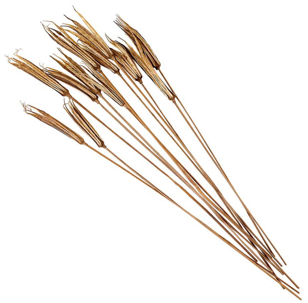 Decorative Lady Finger Stems, 24in